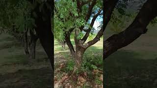 Tamarind Tamarindus indica is a leguminous tree bearing edible fruit family Fabaceae [upl. by Eddy]