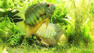 Phenomenal spotted severum courtship in front of aquarium glass [upl. by Han]