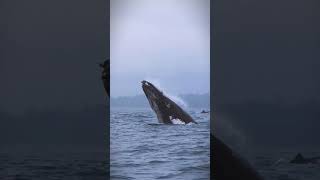 Whale and Sea Lion’s Playful Chase Ocean Tag 🐋 [upl. by Hulen990]