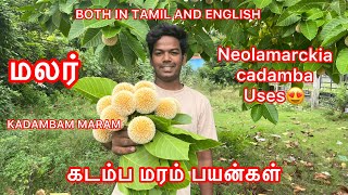 KADAMBA MARAM  கடம்ப மரம்  Neolamarckia cadamba IN TAMIL [upl. by Dori]