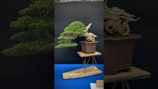 Itoigawa juniper  Trophy Bonsai Show 2023 bonsai bonsaitree bonsaishow tree bonsaiart [upl. by Aisinoid]