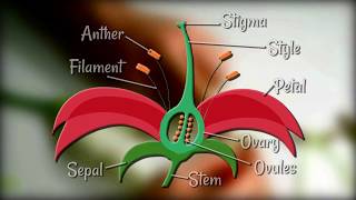 Flower Dissection  Reproduction in flowering plants [upl. by Nierman]