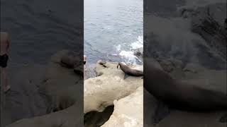 Full video  Sea Lion attacks Cliff Diver at San Diegos La Jolla Cove [upl. by Alyaj]