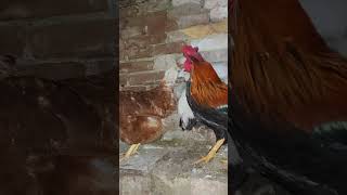 Chicken Slaps Rooster 🤣 chicken funnyanimals funnychickens FunnyRooster laugh crazyanimals [upl. by Anatolio]