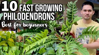 TOP 10 FAST GROWING PHILODENDRONS FOR BEGINNERS  EASY TO CARE PHILODENDRONS  PHILODENDRONS [upl. by Saks751]