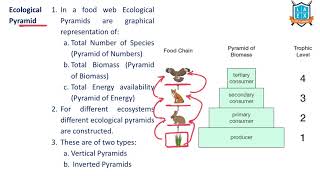 What is Ecological Pyramid   Ecological Pyramid అంటే ఏమిటి  La Excellence [upl. by Zebadiah]