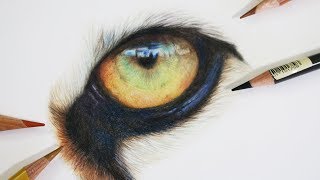 How to Draw a Realistic Tiger Eye  Coloured Pencil Drawing Tutorial [upl. by Fenella]