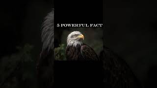 5 POWERFUL FACT About Eagle quot 👑 quot  shorts  king  Sky King [upl. by Adirf]