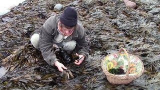 Harvesting Edible Seaweed And Introducing the Kelly Kettle and Extreme Greens Seaweed Book [upl. by Fradin]