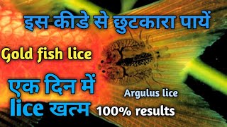 How to remove gold fish lice Argulusमछली के कीडे से कैसे छुटकारा पायें। [upl. by Glaudia]