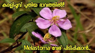 Melastoma Plant care Malayalam  കദളിപ്പൂവ് പുതിയ ഭാവത്തിൽ [upl. by Kozloski]