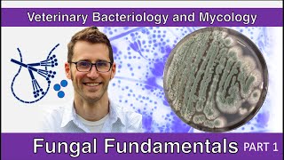 Fungal Fundamentals Part 1  Veterinary Bacteriology and Mycology [upl. by Guillemette]