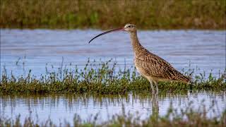 Curlew Sound  Free Sound Effects  Animal Sounds [upl. by Rosetta166]