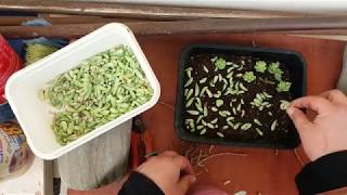 Propagating Sedum morganianum Burros Tail Succulent plant from cuttings and leaves [upl. by Fernas]