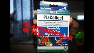 PLANARIENFALLE  JBL PlaCollect TEST [upl. by Netsirt81]