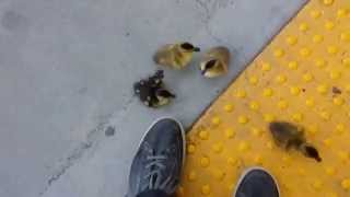 Cute Ducklings Climbing Stairs [upl. by Penthea418]