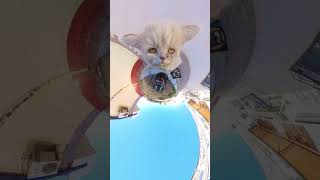 Stray cats are very cute Cats will never be hungry again with a food truck Cat feeding diary [upl. by Arama]