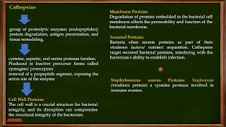 L29 Function of Cathepsins Granules in Neutrophils [upl. by Llien]