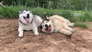 Husky And Giant Alaskan Malamute Are Best Friends When Philly Met Millie Cutest Couple [upl. by Gaye660]