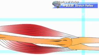 【運動学】伸張反射 Stretch Reflex  理学療法士による身体活動研究 [upl. by Celestyna]