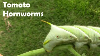 Hornworm Damage on Tomatoes and What They Turn Into  Their Adult Form [upl. by Ecirtaed238]