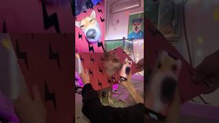 Oh My God😰Wait For End😳Bro went Viral Without Doing Nothing😂viral dog animals usa tiktok [upl. by Eslud756]