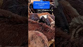 మూతి వాపు టీకాలు జీవాలకు వేయ్యకపోతేyoutubeshorts viralvideo sheepdisease bluetonguesheep [upl. by Edya]