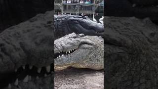 Crocodiles vs Alligators The Ultimate Showdown [upl. by Oicafinob]