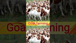 goat farming in jamaicagoat farming per loangoat farming profit per yeargoat farming in up west [upl. by Maillliw175]