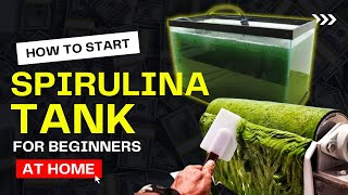 How to Start Growing Spirulina at Home  Beginners Guide to Grow BlueGreen Algae  Start Your Tank [upl. by Luane]