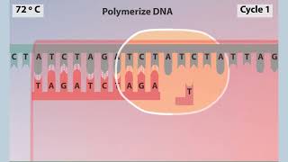 polymerase chain reaction PCR Animation [upl. by Nawj799]