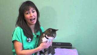 How to use an asthma Inhaler in your cat  Dr Justine Lee [upl. by Cirded307]