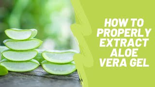 How to PROPERLY extract Aloe Vera Gel [upl. by Ecnerwal]