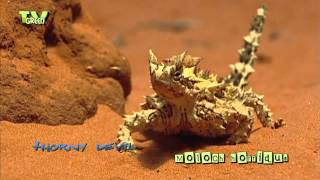 Wild Peers  Thorny Devil  Moloch horridus  Bergduivel [upl. by Frentz]