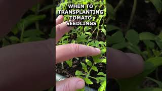 WHEN TO TRANSPLANTING TOMATO SEEDLINGS [upl. by Nylyrehc]