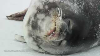 Eerie Vocals of Weddell Seal Pup amp Adult [upl. by Awahsoj]