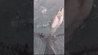 KING SALMON  Lake Ontario Fishing shorts shortsvideo fishing [upl. by Ambrosine]