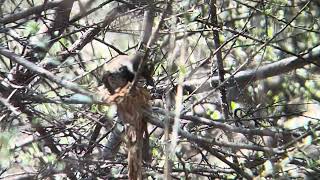 The gorgeous Arafura Fantail Rhipidura dryas building a nest [upl. by Sherrod]