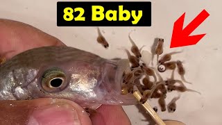 Leaf fish giving birth to exactly 82 baby fish 🥰🐬👍🙏 [upl. by Nathan39]