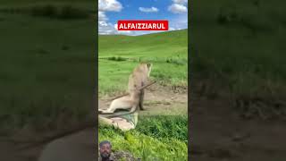 Shikhar Korba ki avasthalion animals nature trendingshorts shorts viralshortvideo zooanimals [upl. by Nolyd]