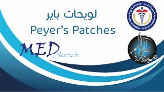 لويحات باير Peyer’s Patches  جامعة دمشق كلية الطب البشري [upl. by Aohk]