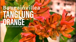 BougainvilleaTanglung Orange [upl. by Aro161]