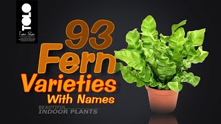 93 Fern Varieties with names  Indoor Fern Collection [upl. by Hazlett]