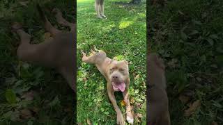 Day at the park with Bella like and subscribe💋 [upl. by Hcnarb]