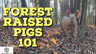 Raising Pigs In The Woods  Beginners Guide To Forest Raised Pork [upl. by Naawaj]