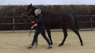 2024 November Yearling Sale  LOT 7  cN DE TREVILLE x TIME PRESSURE [upl. by Fania6]