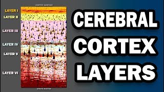 Cerebral Cortex Layers [upl. by Somar110]