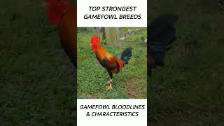 Top Gamefowl of the year 2024 short gamefowl rooster [upl. by Linnell]