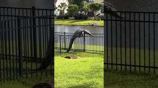 🐊 Alligator climbing the backyard fence… WILD 😳nature wildlife alligator florida [upl. by Marena]