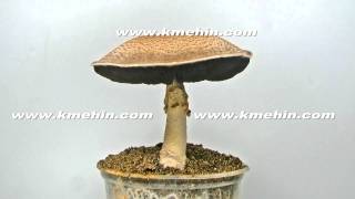 The culinary medicinal Royal Sun Agaricus mushroom time lapse httpwww360edencomkmehin [upl. by Analle]